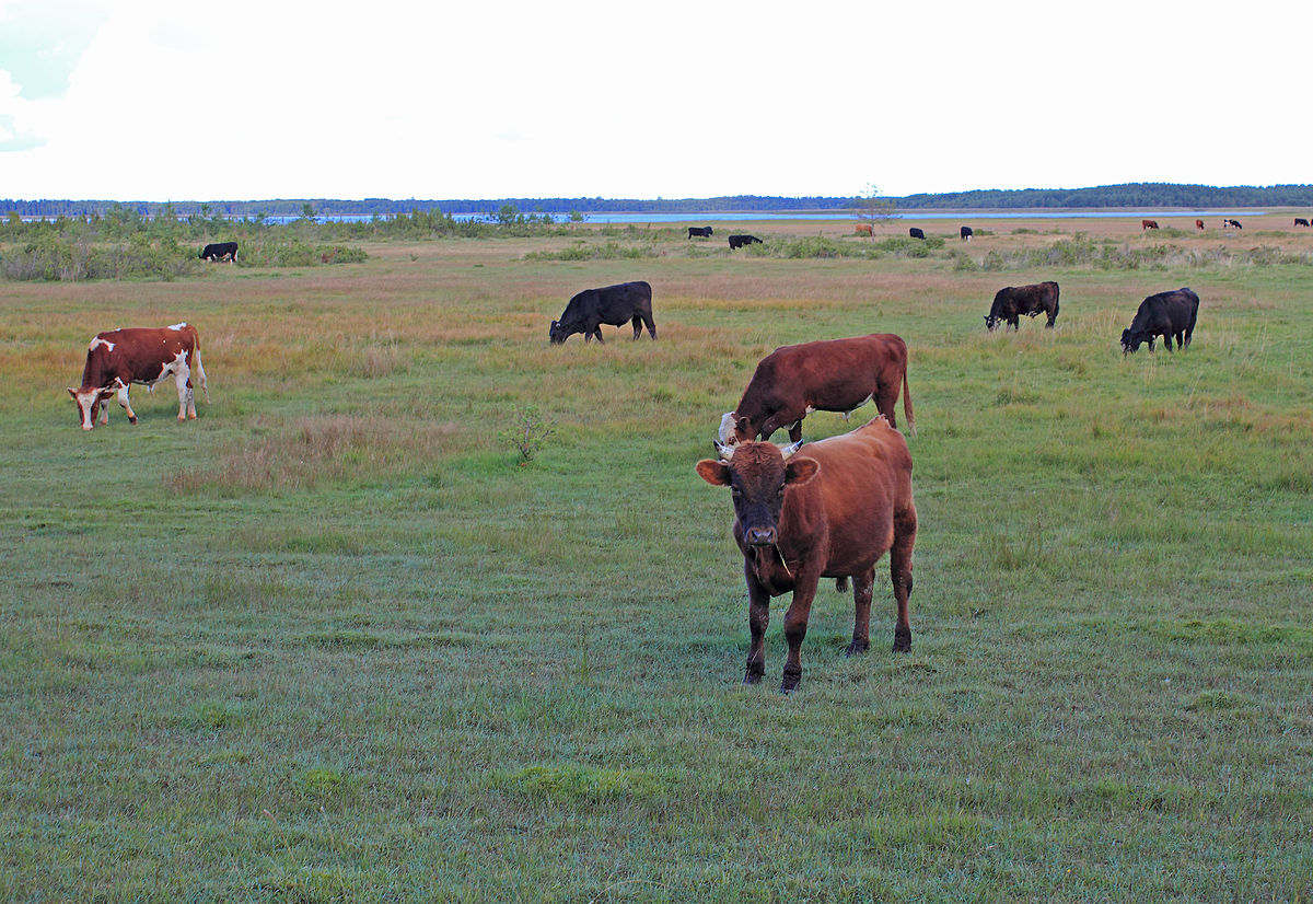 Regenerative cows; cows on pasture 